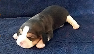 Starz Boy 1 week 1